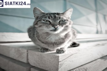 Siatki Wieliczka - Siatka na balkony dla kota i zabezpieczenie dzieci dla terenów Wieliczki